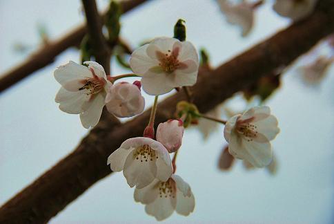 わが家の桜.JPG